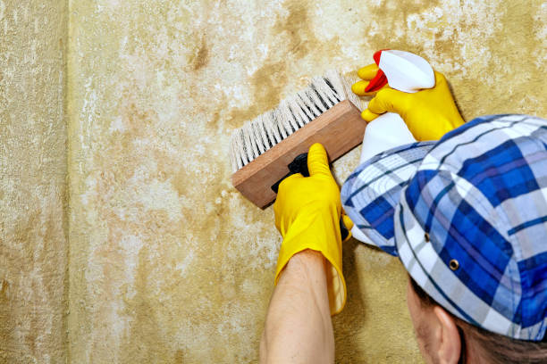 Best Mold Prevention Services  in Green Oaks, IL